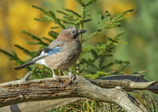 Eurasian jay (Garrulus glandarius), sitting on a branch, Terfens, Tyrol, Austria