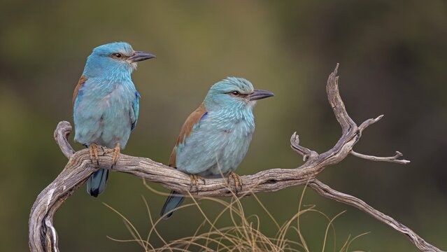 Eurasian Roller (Coracias garrulus) Almond Crow, male, female, pair, courtship, calling, interaction, bridal gift, food delivery, mating, Toledo, Spain