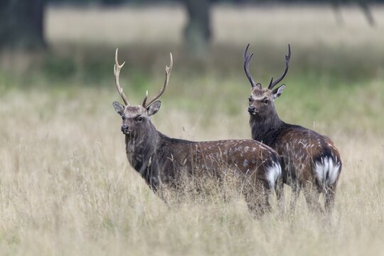 Sika Deer (Cervus nippon), Copenhagen, Denmark