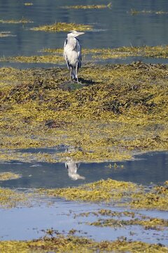 A heron stands on the shore of an algae-covered body of water and is reflected in the clear water, Loch Eil, Scotland, Great Britain