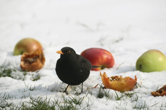 Blackbird (Turdus merula) male in the snow on apples in the garden, Allg&auml;u, Bavaria, Germany, Allg&auml;u, Bavaria, Germany