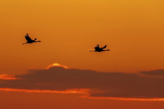 Two birds flying majestically against an orange-coloured sky and clouds, Crane (Grus grus) wildlife, Western Pomerania Lagoon National Park, Zingst, Mecklenburg-Western Pomerania, Germany