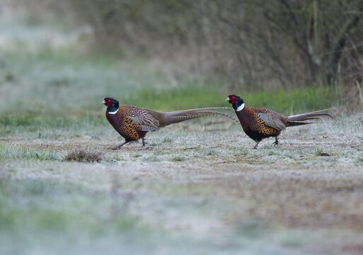 Pheasant (Phasianus colchicus), two pheasant cocks running across a country lane, wildlife, Thuringia, Germany