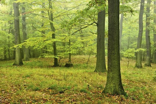 Near-natural misty oak forest at Kyffh&auml;user, Kyffh&auml;userkreis, Thuringia, Germany