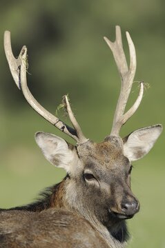 Manchurian sika deer (Cervus nippon hortulorum), male, portrait, captive, Germany