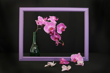 fin de la floraison © fotoeliane