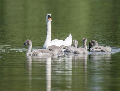 Mute swan (Cygnus olor), adult and young birds swimming on a pond, Thuringia, Germany