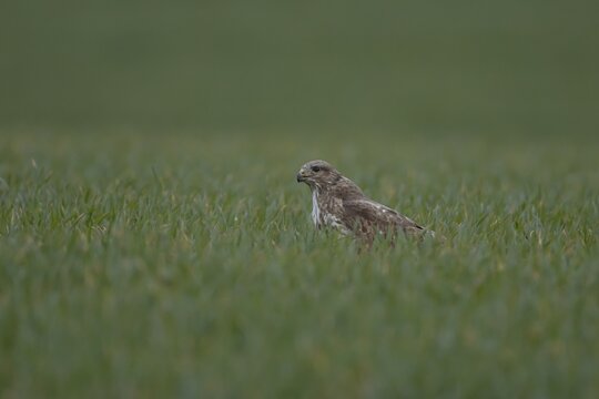 Common buzzard (Buteo buteo) adult raptor bird of prey in a farmland cereal field, Norfolk, England, United Kingdom