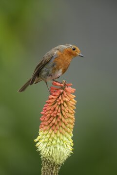 European robin (Erithacus rubecula) adult bird on a garden Red hot poker plant flower in the summer, England, United Kingdom