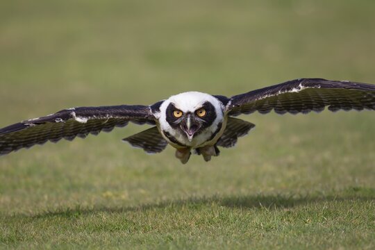 Spectacled owl (Pulsatrix perspicillata) adult bird flying over grassland, England, United Kingdom - Captive