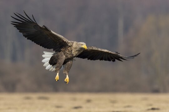 White-tailed eagle (Haliaeetus albicilla ), Kutno, Poland