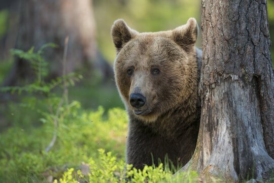Portrait of one (Ursus arctos) in the boreal coniferous forest, Suomussalmi, Karelia, Finland