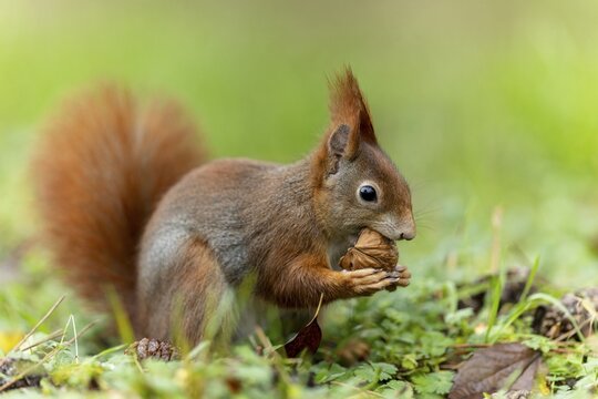 Eurasian red squirrel (Sciurus vulgaris) in a meadow, wildlife, Germany