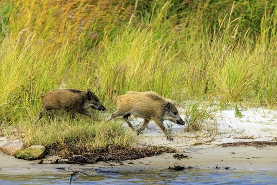 Two wild boars run dynamically along the beach, surrounded by grass, wild boar (Sus Scrofa), wildlife, Western Pomerania Lagoon Area National Park, Zingst, Mecklenburg-Western Pomerania, Germany