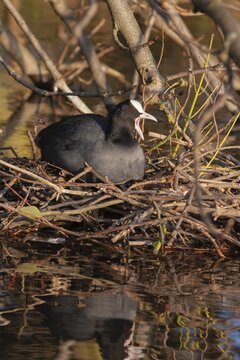 Eurasian coot (Fulica atra) adult bird sitting on its nest, Hertfordshire, England, United Kingdom