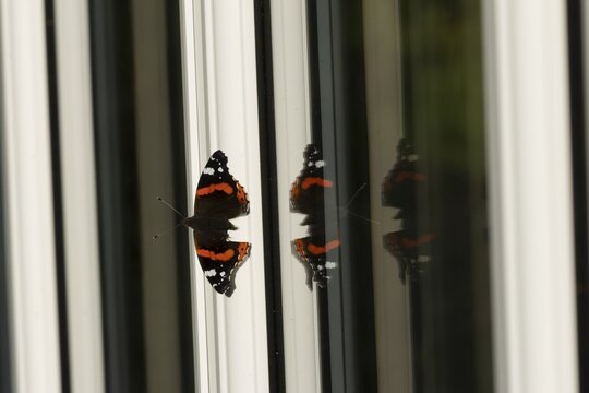 Red admiral butterfly (Vanessa atalanta) adult insect on a house conservatory window frame in summer, England, United Kingdom