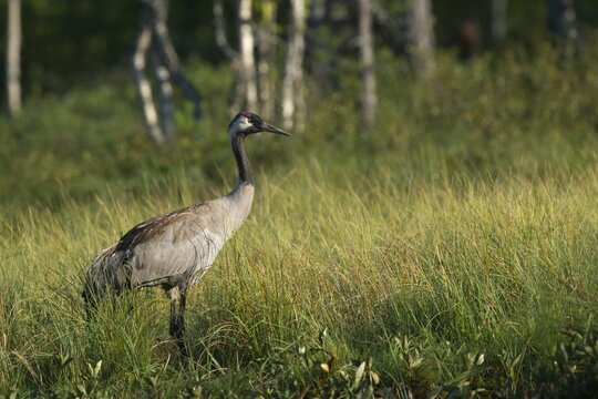 Common Crane (Grus grus), V&auml;stra G&ouml;taland County, Sweden