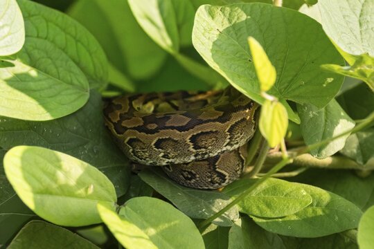 Central African rock python (Python sebae), young animal lying curled up between leaves, Murchison Falls NP, Uganda