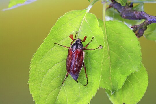 May bug or Cockchafer (Melolontha melolontha) on the leave of an apple tree
