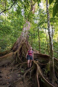 Young woman with camera, tourist standing between the roots of a strangler fig (Ficus americana), in the tropical rainforest, Corcovado National Park, Osa, Puntarena Province, Costa Rica