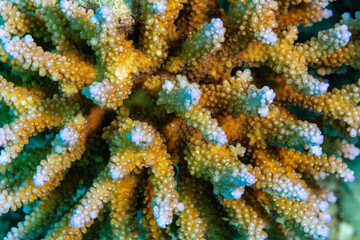 Close-up of a staghorn coral colony with blue-tipped polyps. © Pete Niesen Photo