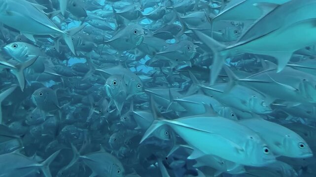 Immense school of tuna fish glides through clear, deep ocean water. Countless silver bodies create mesmerizing, living current, moving as one harmonious entity in this vibrant underwater world.