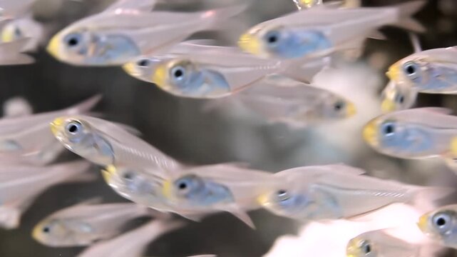 Glimpse the captivating beauty of Glassfish as they swim in unison through the illuminated water of an aquarium. Their translucent skin reveals a subtle blue core, a true aquatic wonder.