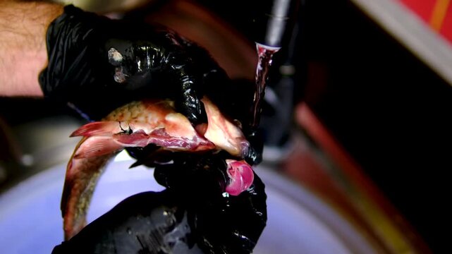 Removing gills from fresh crucian carp by gloved hands during traditional fish preparation before cooking close up kitchen process