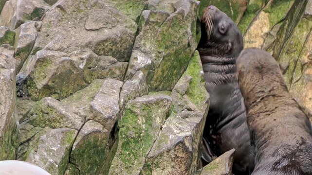 Dive into the chilly Arctic where a lively colony of sea lions and their adorable young cubs bask on rocky shores, showcasing their playful nature and close family bonds in a stunning, icy habitat.