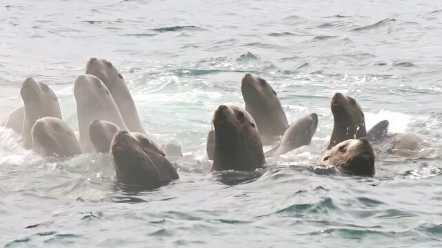 Witness the playful antics of sea lions and seals as they swim joyfully in the chilly Arctic waters. Young cubs join their parents in a delightful display of nature's beauty and bond.