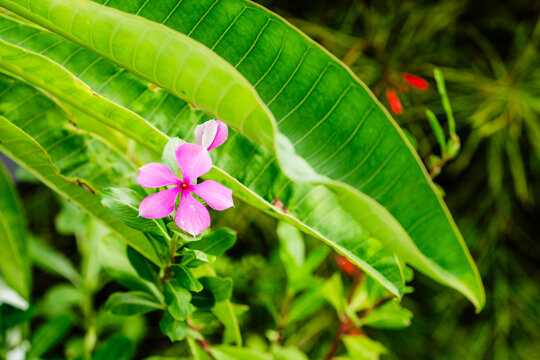 pink flower in the garden
