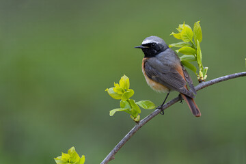 Obraz premium Common Redstart on Fresh Spring Leaves
