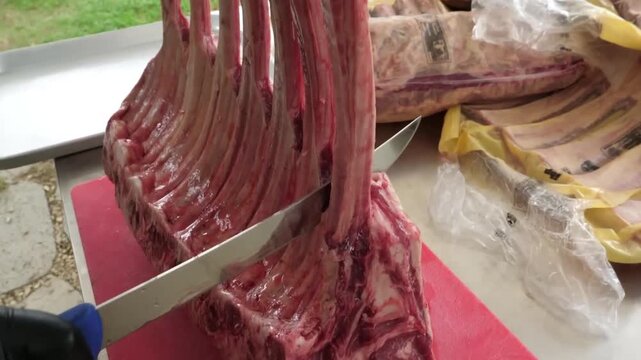 High-quality footage of a professional butcher or chef trimming and preparing a massive, premium-cut raw standing rib roast. The meat shows exceptional marbling and fresh red color, ready for a gourme