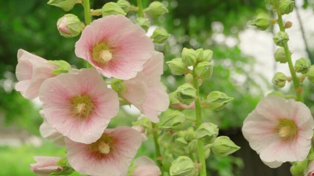 Pink hollyhock flowers bloom in a garden, showcasing delicate petals and green buds against a blurred natural background