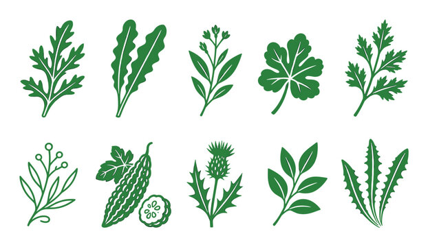 Green herbal leaves and wild plants icons set featuring dandelion thistle bitter melon and various botanical foliage elements for natural design