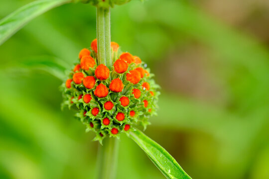 Eonotis leonurus, or lion's ears, blooms bright orange.