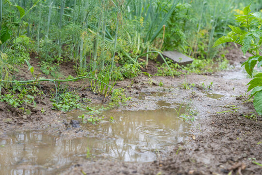 Close-up of a vegetable garden after rainfall, showing muddy soil with water puddles reflecting surrounding greenery.