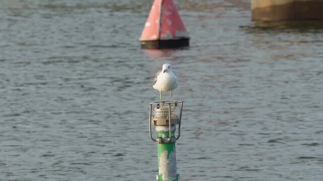 東京・葛西臨海公園の海上でブイに止まるウミネコと飛翔シーン