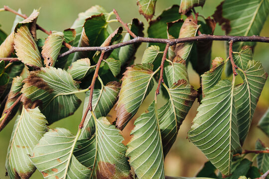 Green leaves show dry brown edges. Damaged foliage creates seasonal background. Summer drought affects tree growth. Natural texture reveals environmental stress. Close view supports botanical themes.