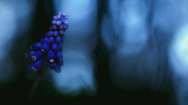 Muscari armeniacum Muscari armeniacum is a species of flowering plant in the squill subfamily Scilloideae of the asparagus family Asparagaceae (formerly the lilies, Liliaceae). 4K Seamless loop.