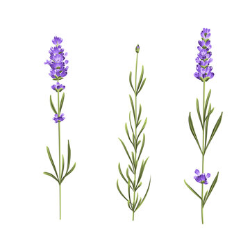 Set of lavender flowers elements. Collection of lavender flowers on a