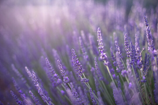 Lavender field. Blossom summer field