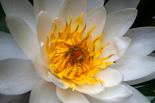 White water lily flower in bloom with bright yellow center. Elegant aquatic plant growing on a garden pond, close-up botanical photography in natural light.