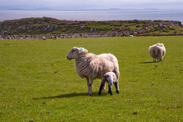 Ewe with lamb grazing in a green pasture on the Isle of Islay, Scotland © Jaime