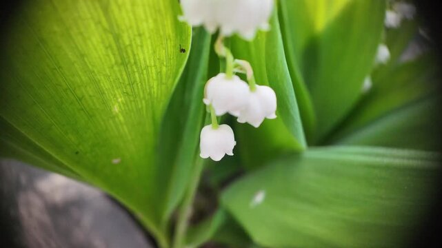 Top-down camera descends along lily of the valley, delicate white bell flowers hanging, bright green leaves in warm sunset light