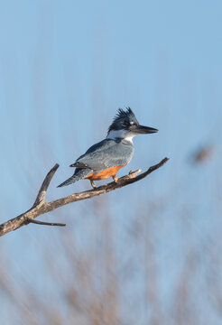  ringed kingfisher on a branch