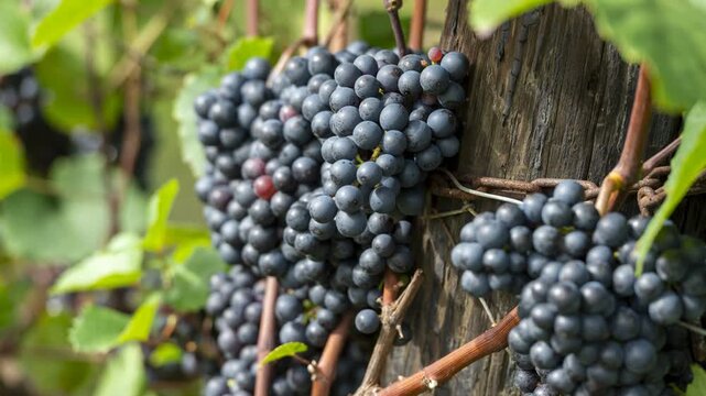 Ripe dark grapes on vine with wooden support during autumn harvest season
