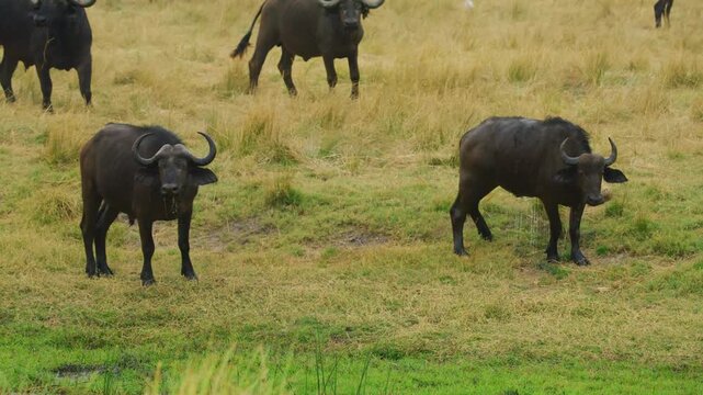 Footage of an African Crocodile attacks a Buffalo drinking water from river.