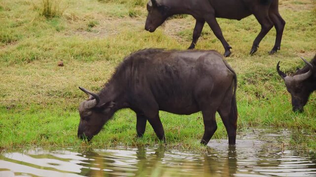 Cape buffaloes (Syncerus caffer) take risk and drink water from a river with crocodiles inside can attack any time.