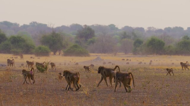 A herd of Yellow baboons (Papio Cynocephalus) Walking towards the river to drink water at early morning.